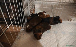 Guinea Pig rodents for sale: male baby guineapigs  - Image 2