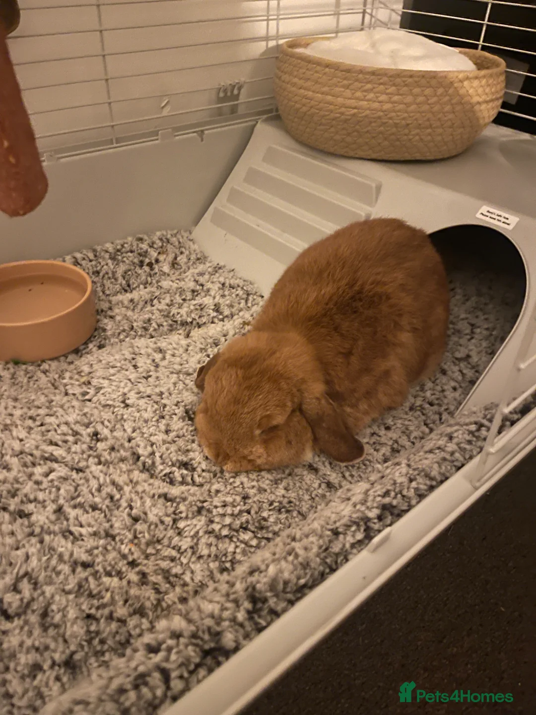 English Lop rabbits for sale: Benji in Middlesbrough - Advert 1