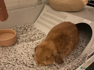 English Lop rabbits Benji - Advert 2