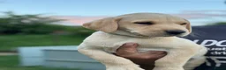 Labrador Retriever dogs for sale: Labrador Puppies ready to go to their new homes - Advert 8