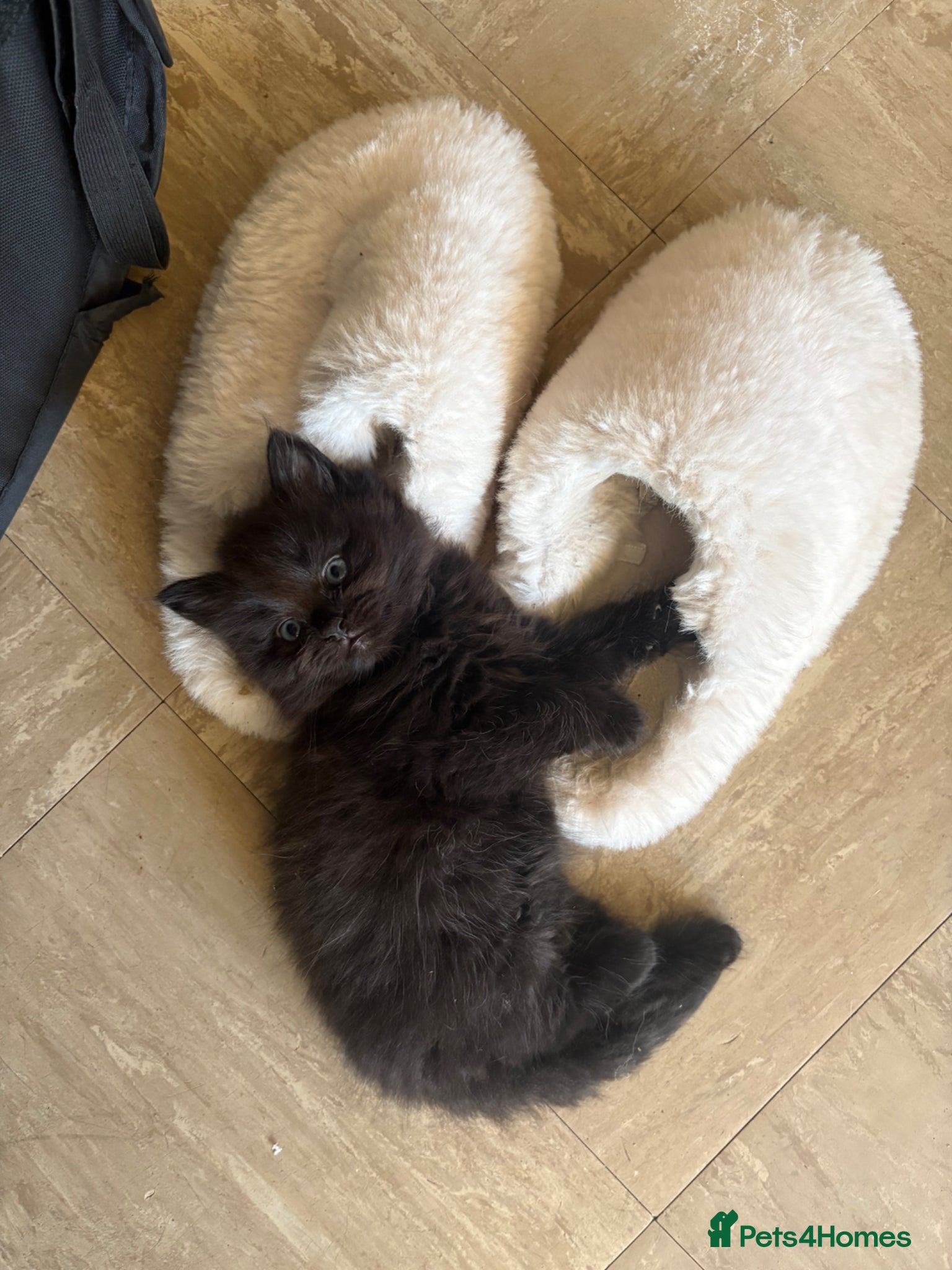 British Longhair cats 1 LEFT Adorable Kittens Looking for Loving Homes  - Advert 7