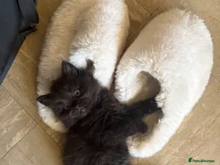 British Longhair cats 1 LEFT Adorable Kittens Looking for Loving Homes - Advert 7