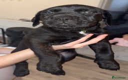 Cane Corso dogs for sale: Cane Corso pups - Image 8