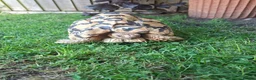 Tortoise reptiles for sale: Leopard tortoise  in Colwyn Bay - Advert 2