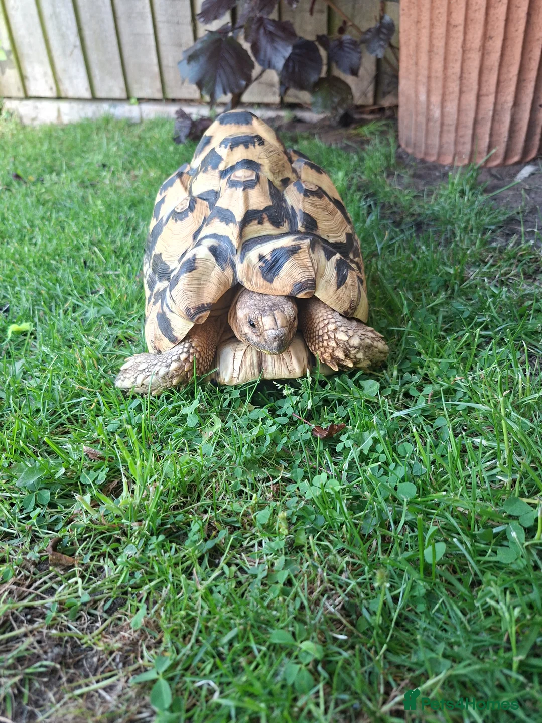 Tortoise reptiles for sale: Leopard tortoise  in Colwyn Bay - Advert 2