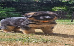 German Shepherd dogs for sale: Beautiful girl available  - Image 23