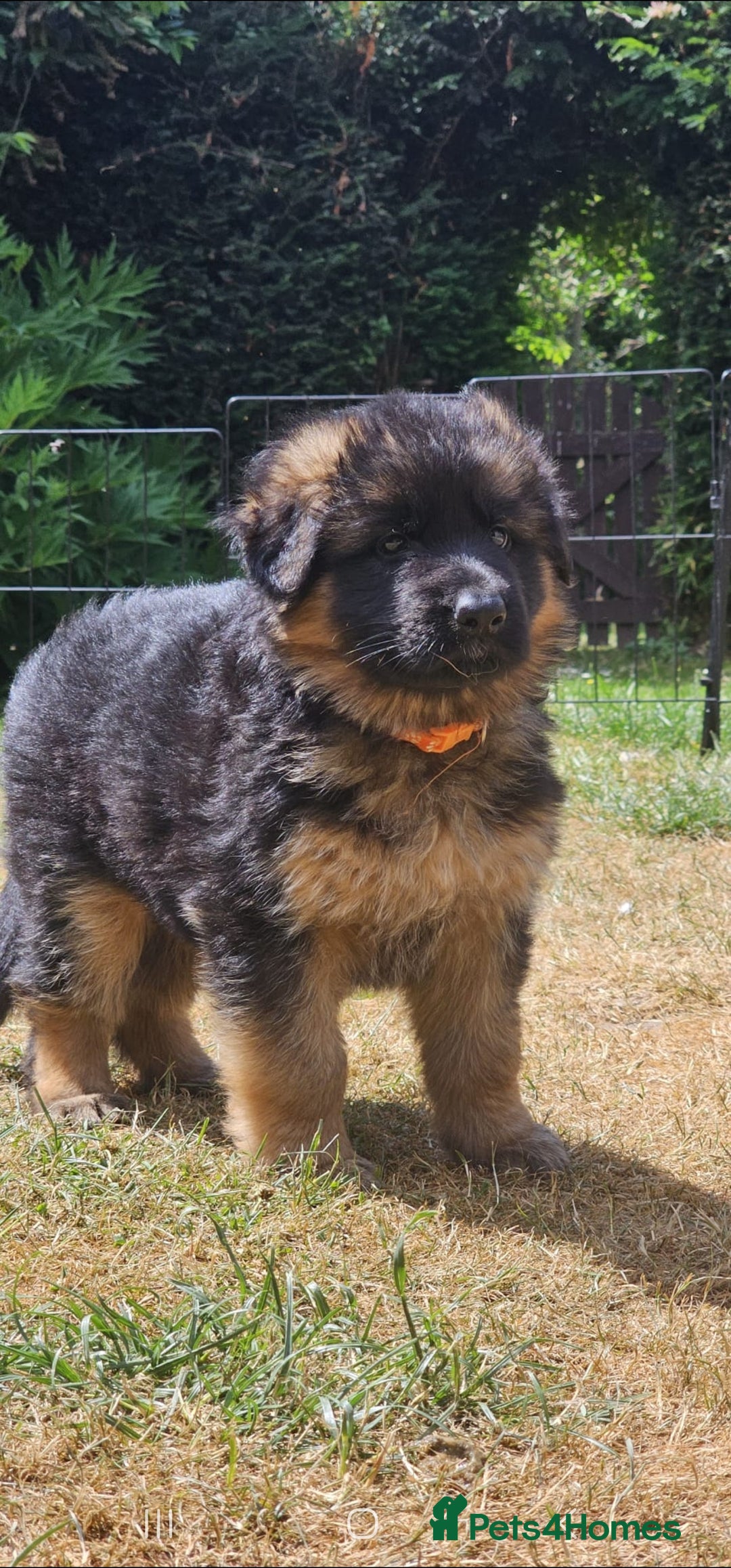 German Shepherd dogs for sale: Beautiful girl available  - Image 23