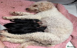 Mixed Breed dogs for sale: Daxie poo puppies - Image 3