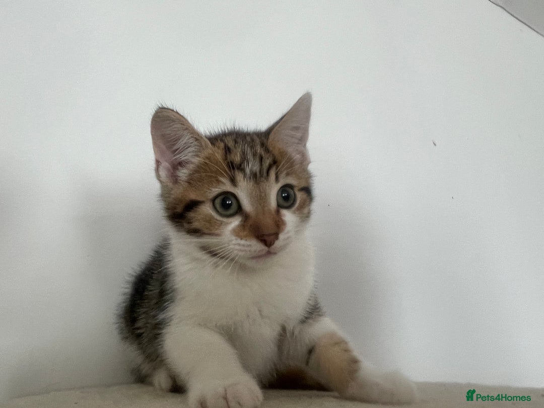 Mixed Breed cats for sale: Gorgeous tabby kittens are looking for new home  - Image 10