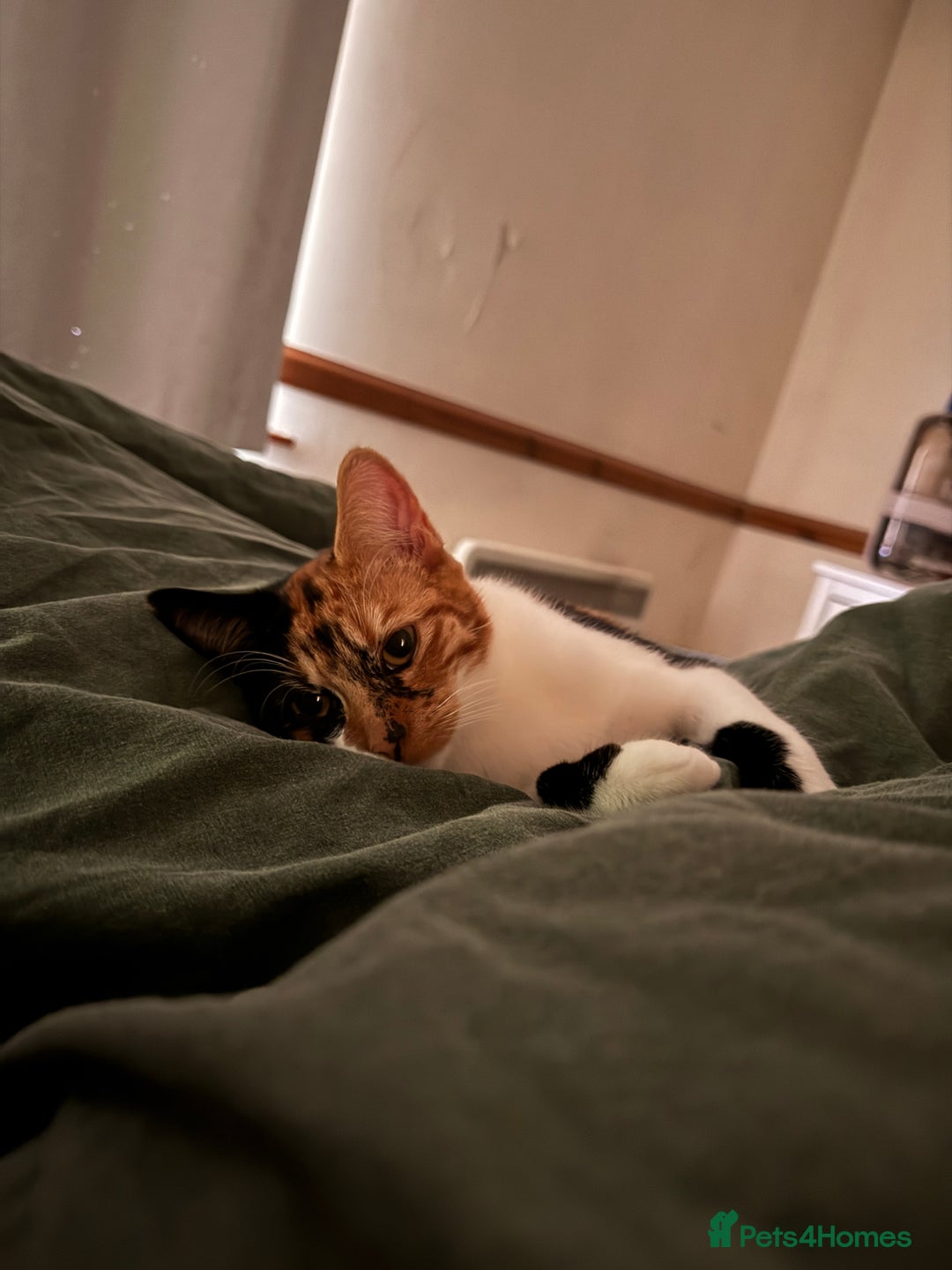 British Shorthair cats for sale: Edith - Advert 4