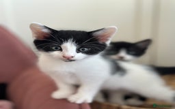 Mixed Breed cats for sale: 5 mixed breed kittens for sale - Image 2
