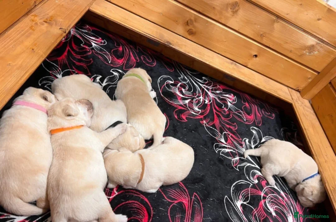 Labrador Retriever dogs for sale: ❤️ Labrador puppies 🖤 - Advert 7