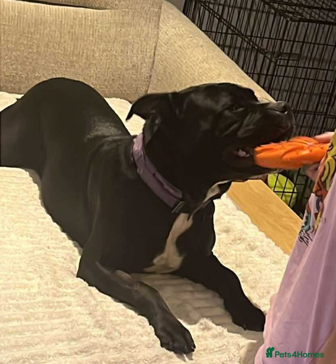 Staffordshire Bull Terrier dogs for adoption: Xena 18 month old staffie - Image 4