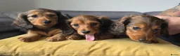 Miniature Dachshund dogs for sale: Miniature longhaired dachshunds shaded cream - Advert 2