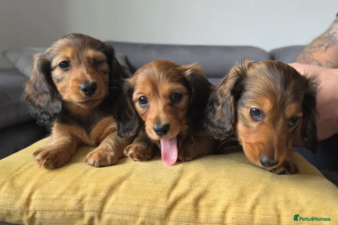 Miniature Dachshund dogs for sale: Miniature longhaired dachshunds shaded cream - Advert 2