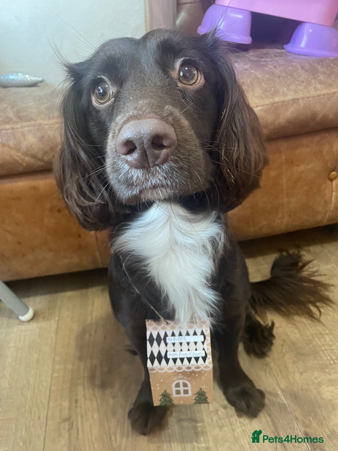 Sprocker dogs for sale: Female brown sprocker - Advert 5