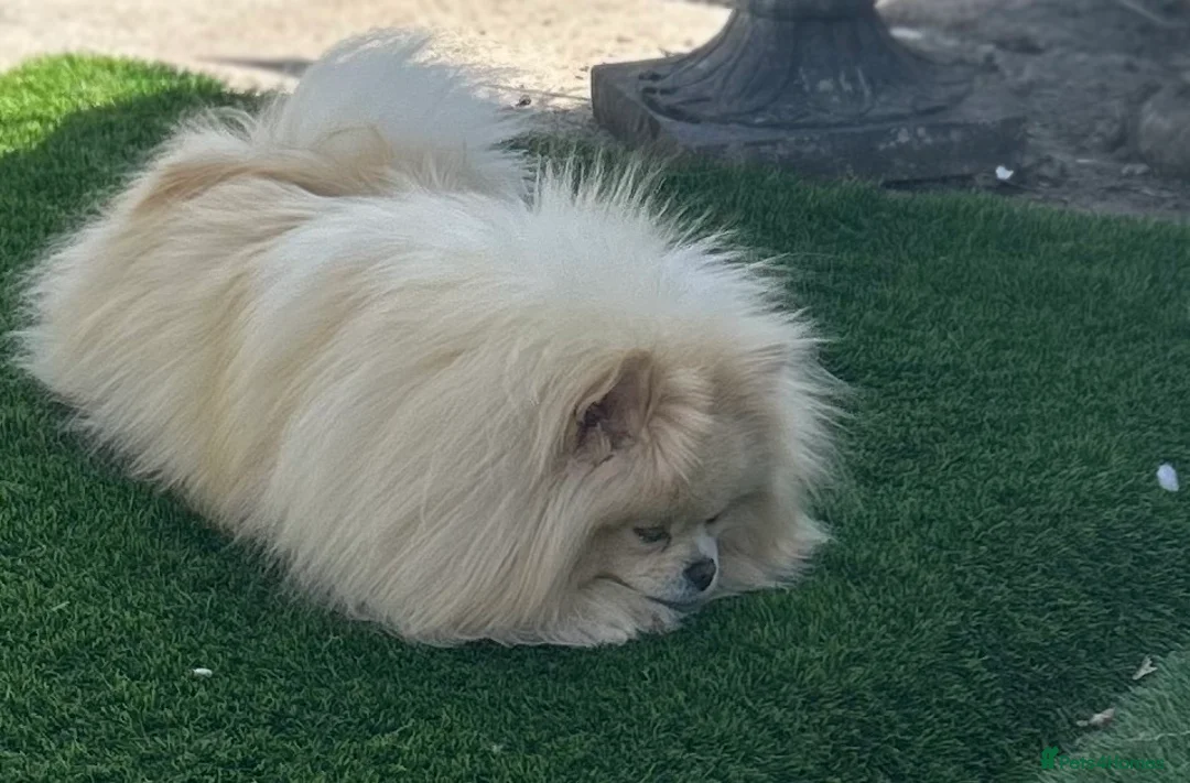 Pomeranian dogs for sale: Russian coated Pomeranian in Longfield - Advert 12