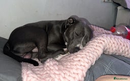 Staffordshire Bull Terrier dogs for sale: Blue  - Image 6