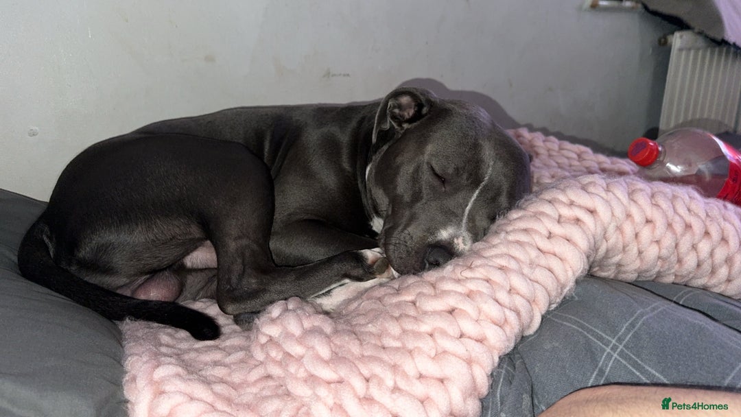 Staffordshire Bull Terrier dogs for sale: Blue  - Image 6