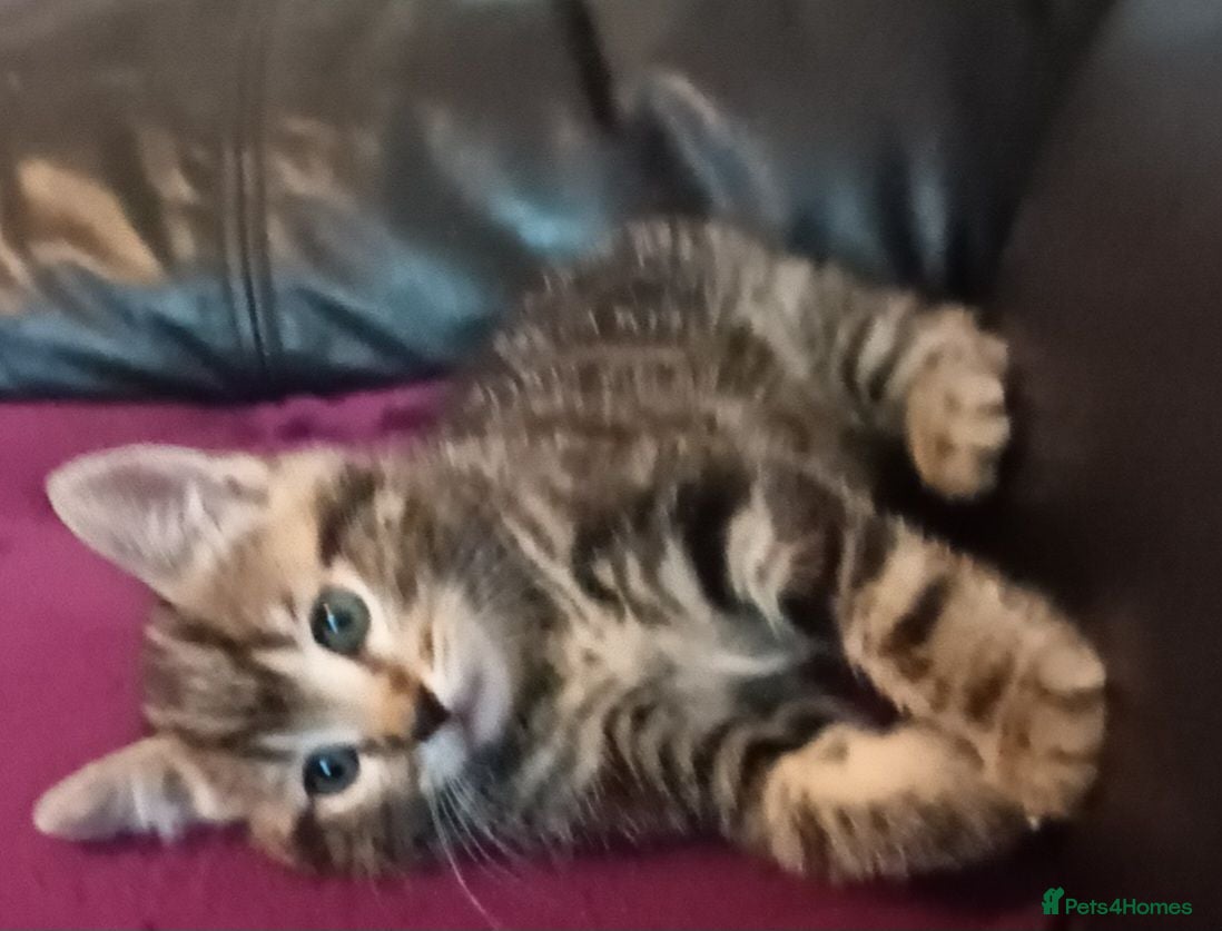 British Shorthair cats British short hair/black ghost tabby - Advert 1