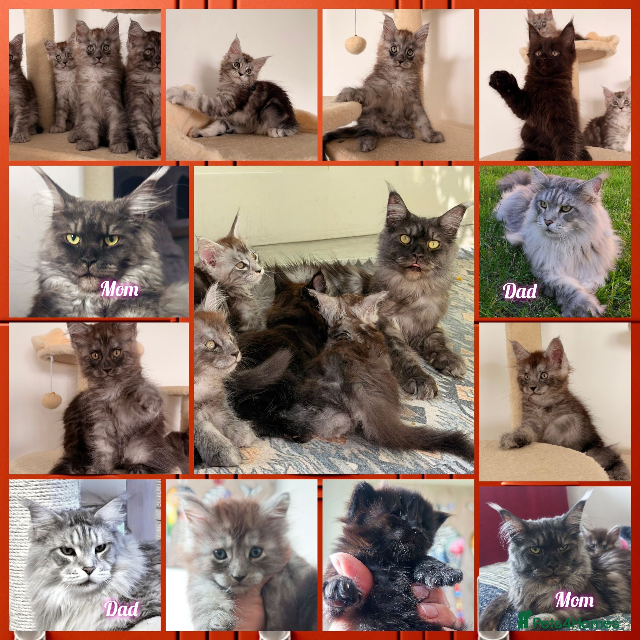 Maine Coon cats MaineCoon World Champion Bloodlines/London  - Advert 2
