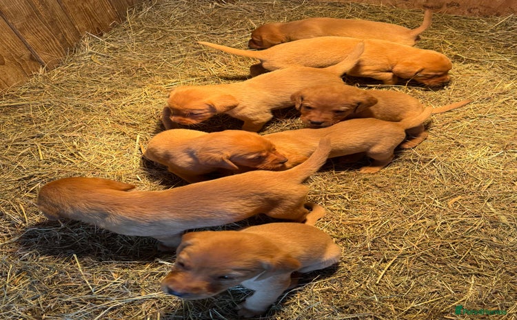 Labrador Retriever dogs - Advert 1