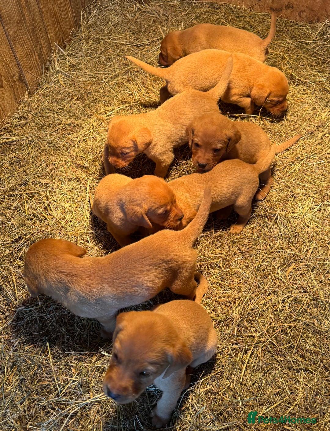 Labrador Retriever dogs for sale: KC Registered Labrador Puppies - Image 1