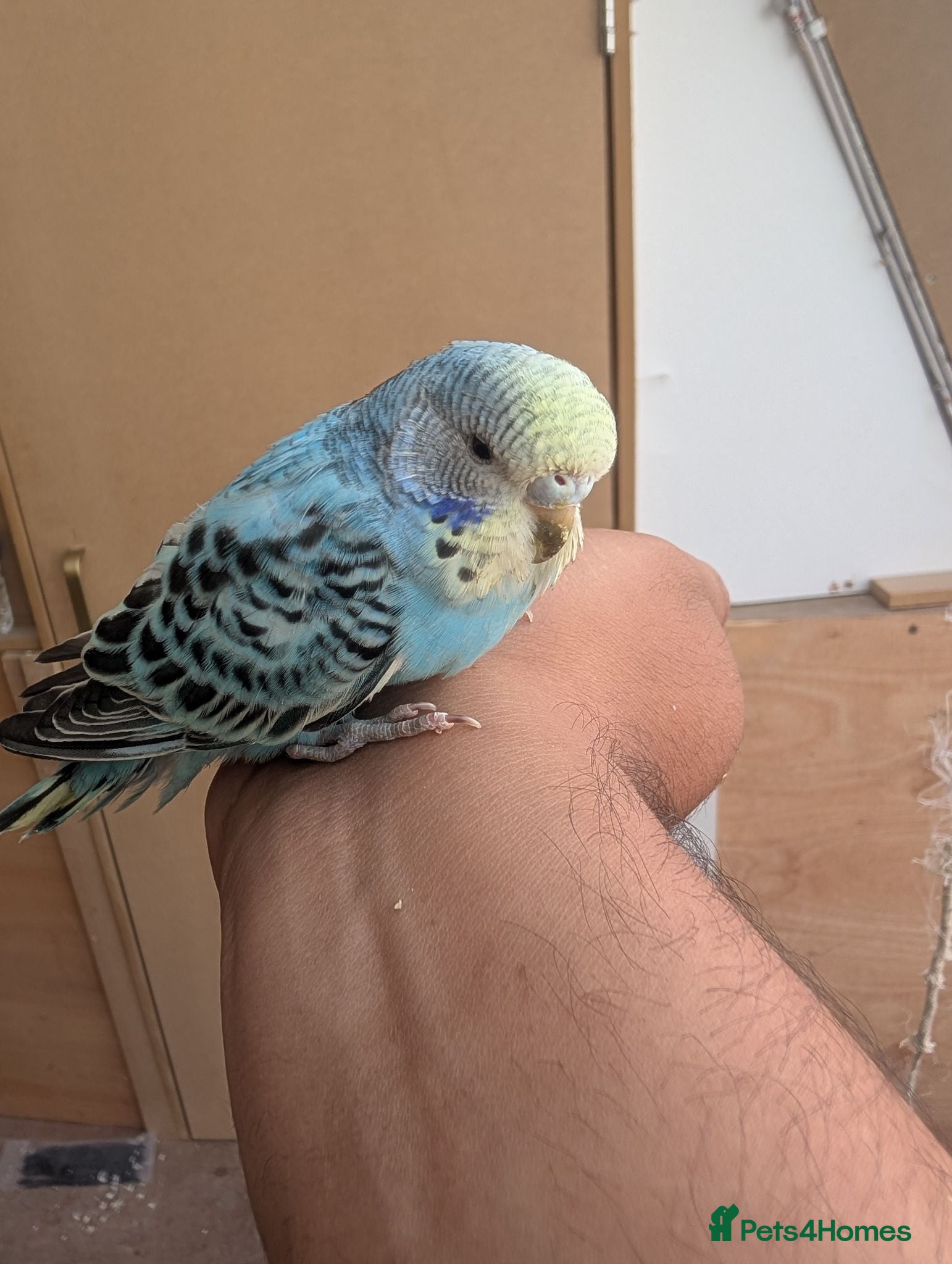Budgerigars birds Baby Budgies - Advert 2