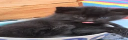 Mixed Breed cats for sale: 6 playful kittens for sale  - Advert 26