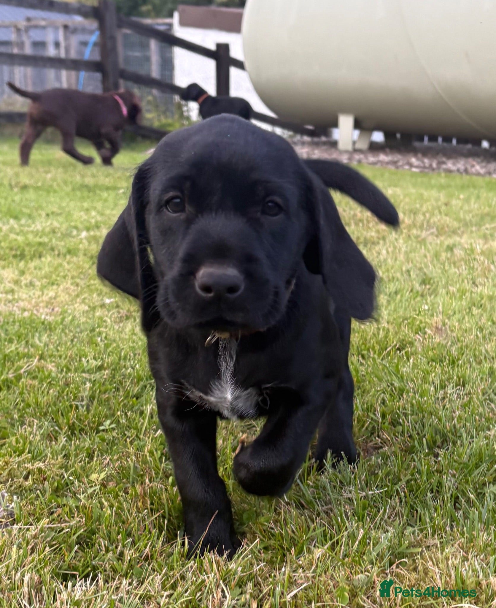 Mixed Breed dogs READY TO LEAVE NEXT WEEK!! GWP X Labrador puppies - Advert 1