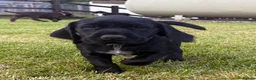 Mixed Breed dogs for sale: READY TO LEAVE! GWP X Labrador puppies - Advert 2