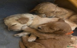 Goldendoodle dogs for sale: Beautiful F1B Goldendoodle Puppies – Ready Soon - Image 5