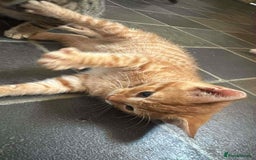Mixed Breed cats for sale: Ginger blonde and ginger tabby  - Image 4