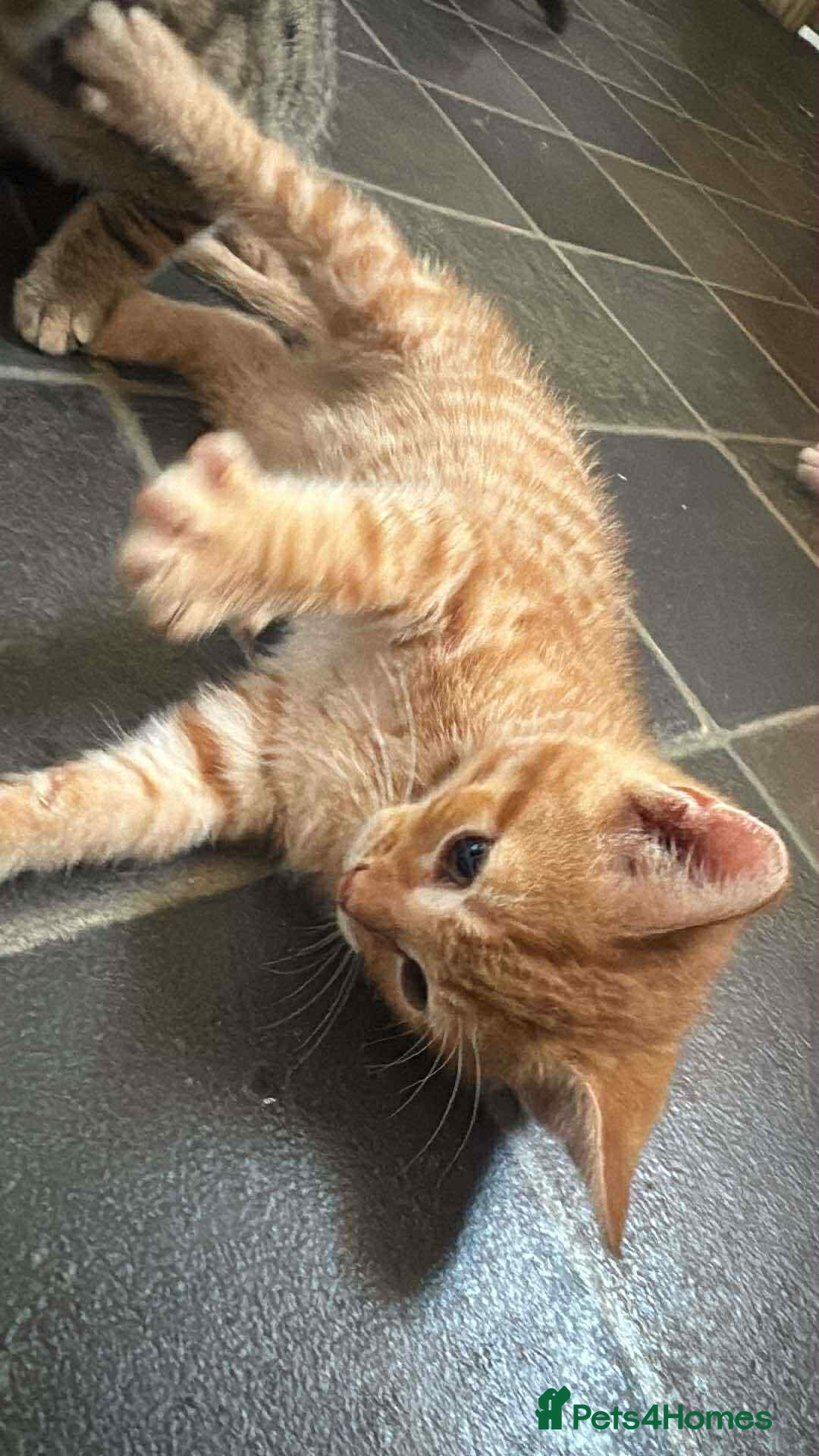 Mixed Breed cats for sale: Ginger blonde and ginger tabby  - Image 4