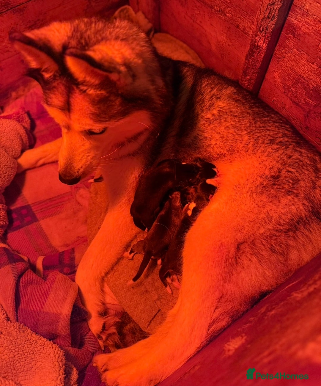 Siberian Husky dogs for sale: Stunning Siberian Husky puppies 😍 - Advert 4