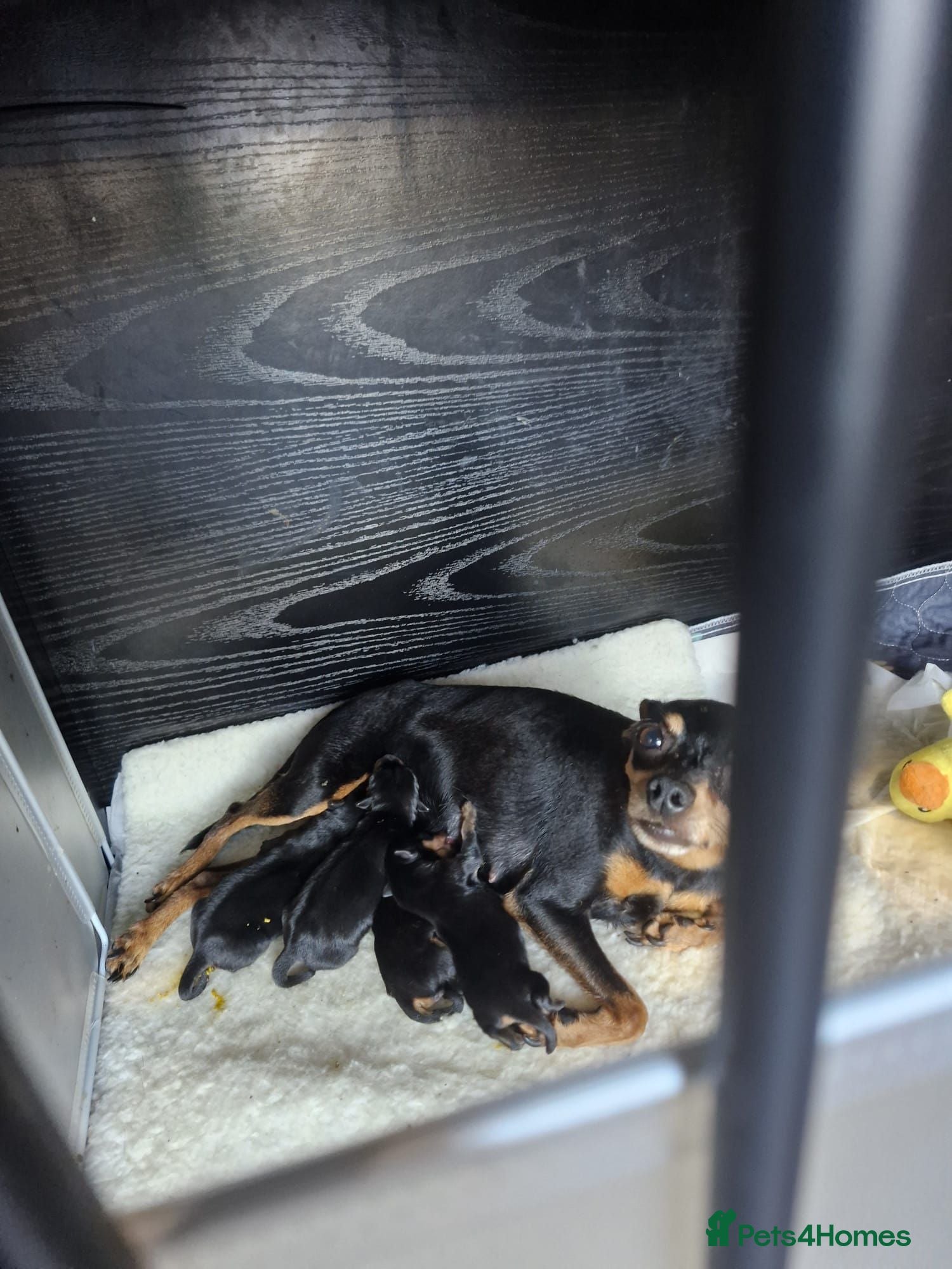 Miniature Pinscher dogs 4 Kc Registered Mini Pinschers  - Advert 2