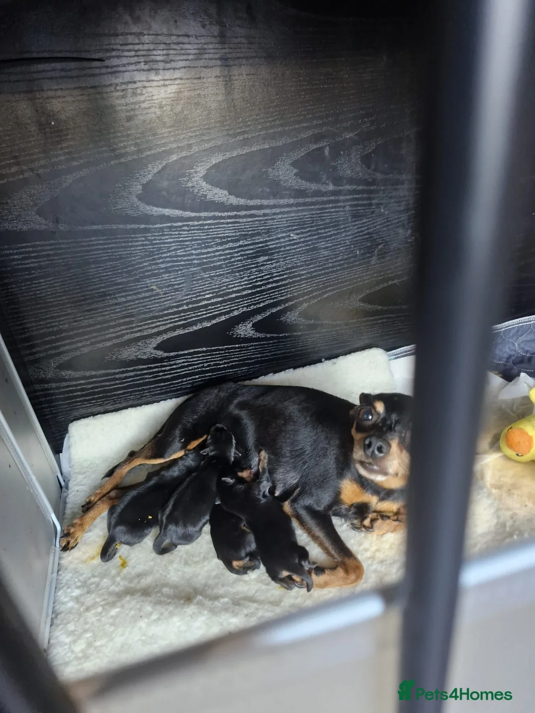 Miniature Pinscher dogs for sale: 4 Kc Registered Mini Pinschers  - Advert 1