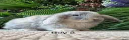 Mini Lop rabbits for sale: Stunning Mini Lops - Advert 7