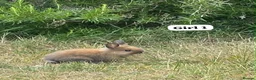 Mixed Breed rabbits for sale: New lionhead rabbits for sale  - Advert 4