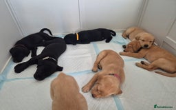 Labrador Retriever dogs for sale: Beautiful KC registered Labrador puppies - Image 28