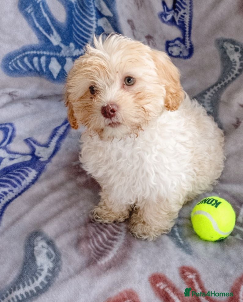 Maltipoo dogs Maltipoo boys available  - Advert 18