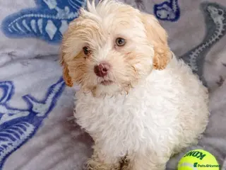 Maltipoo dogs Maltipoo boys available - Advert 18