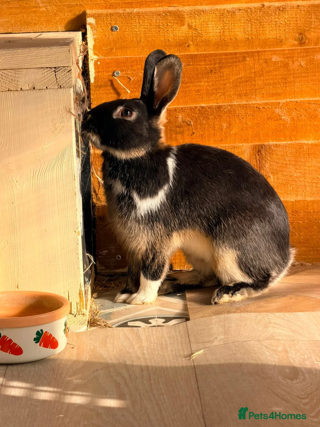 Mixed Breed rabbits for sale: Bonded neutered and vaccinated  - Advert 5