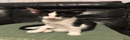 Mixed Breed cats for sale: Peterbald x Kittens in Dalkeith - Advert 14
