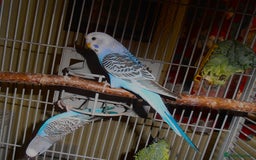 Budgerigars birds for sale: Baby Budgies in Otley - Image 3