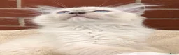 Ragdoll cats for sale: Stunning GCCF reg kittens available to 5* homes.  - Advert 21