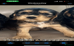 Cocker Spaniel dogs for sale: Kc reg show type cocker spaniels  - Image 18