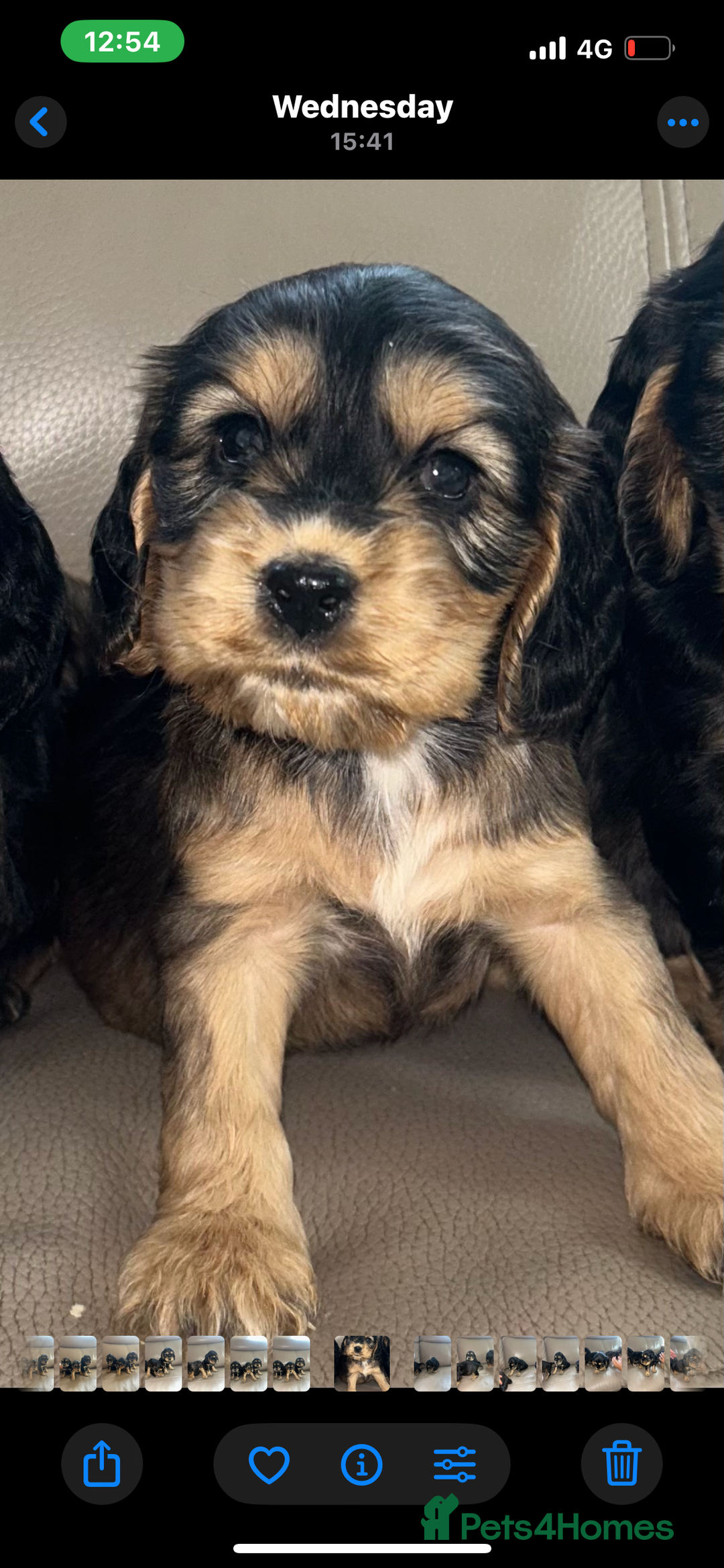 Cocker Spaniel dogs for sale: Kc reg show type cocker spaniels  - Image 18