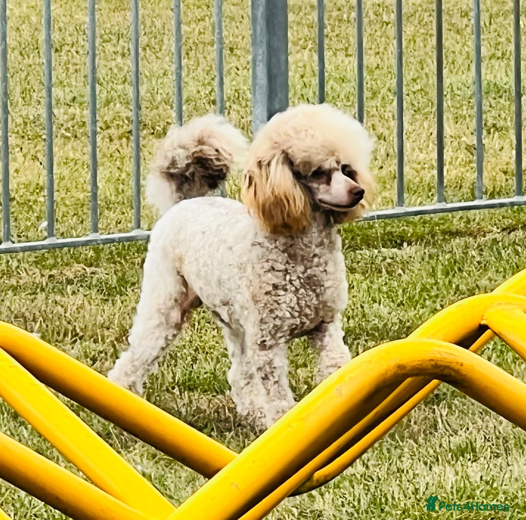 Toy Poodle dogs for stud: KC Toy Poodle Stud  in Corby - Advert 6