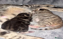 Domestic Shorthair cats for sale: 2x Tabby Cats (1x Male and 1x Female) - Image 7